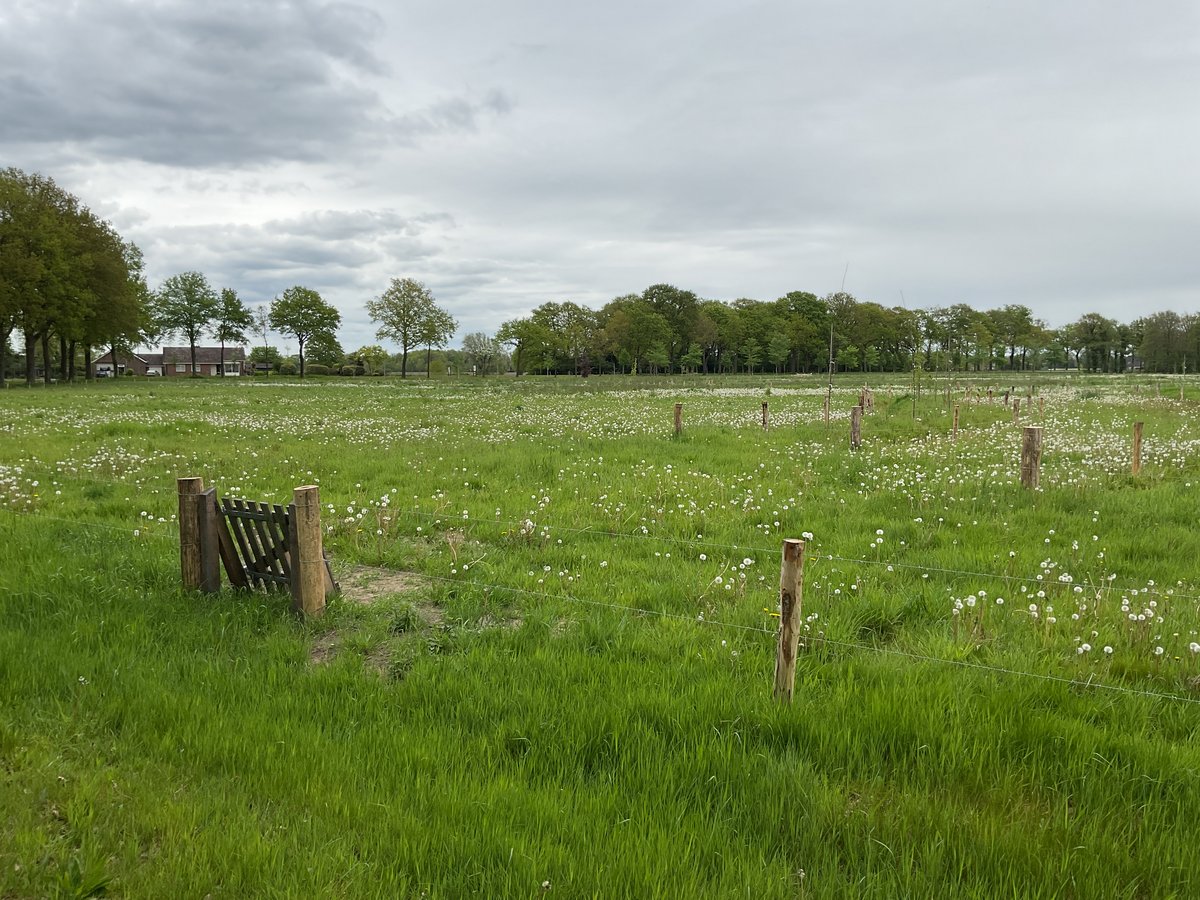 Weiland met paardenbloemen, een afrastering en een klaphekje, met bomenrijen op de achtergrond