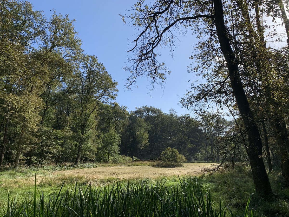 Open plek in het oude bos, met grasland en een grote eik op de voorgrond