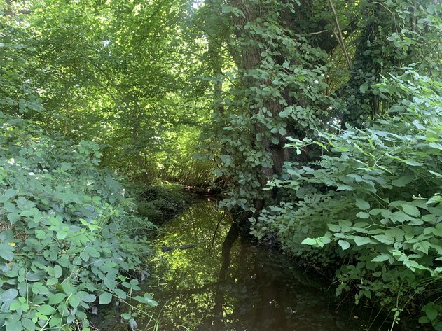 Een watergang in het Liefstinghsbroek Een watergang in het Liefstinghsbroek